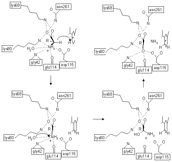 Glu/Leu/Phe/Val dehydrogenase catalytic mechanism
