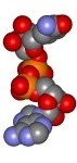 Nicotinamide adenine dinucleotide space filling model
