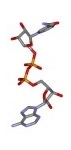 Nicotinamide adenine dinucleotide stick model