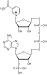Nicotinamide adenine dinucleotide phosphate